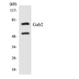 Western Blot - Anti-Gab2 Antibody (R12-2791) - Antibodies.com