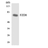Western Blot - Anti-FZD8 Antibody (R12-2787) - Antibodies.com