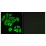 Immunofluorescence - Anti-FZD4 Antibody (G109) - Antibodies.com