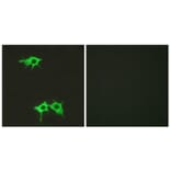 Immunofluorescence - Anti-FZD4 Antibody (G258) - Antibodies.com