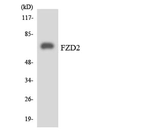 Western Blot - Anti-FZD2 Antibody (R12-2783) - Antibodies.com