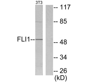 Western Blot - Anti-FLI1 Antibody (C0196) - Antibodies.com