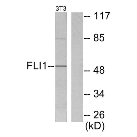 Western Blot - Anti-FLI1 Antibody (C0196) - Antibodies.com