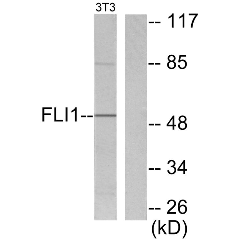 Western Blot - Anti-FLI1 Antibody (C0196) - Antibodies.com