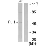 Western Blot - Anti-FLI1 Antibody (C0196) - Antibodies.com