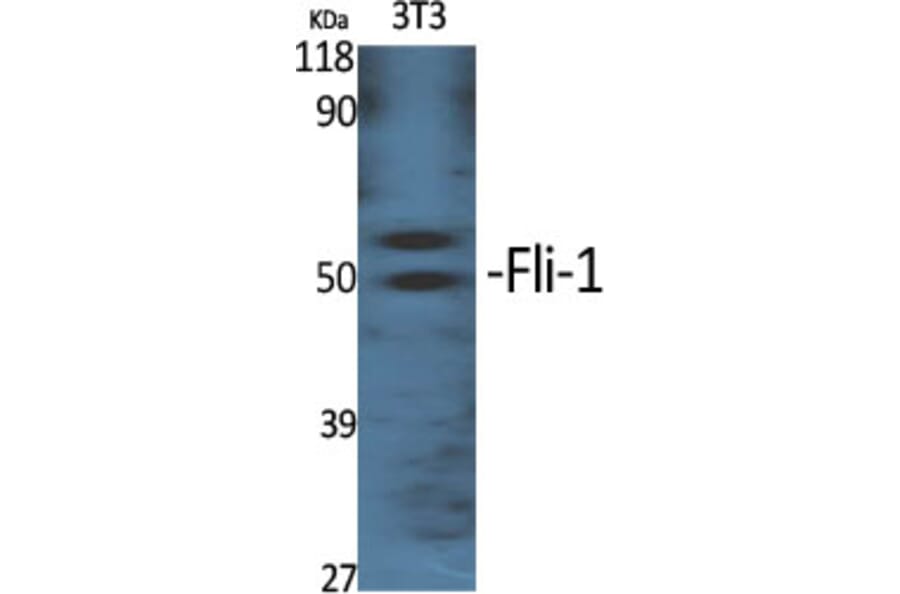 Western Blot - Anti-FLI1 Antibody (C0196) - Antibodies.com