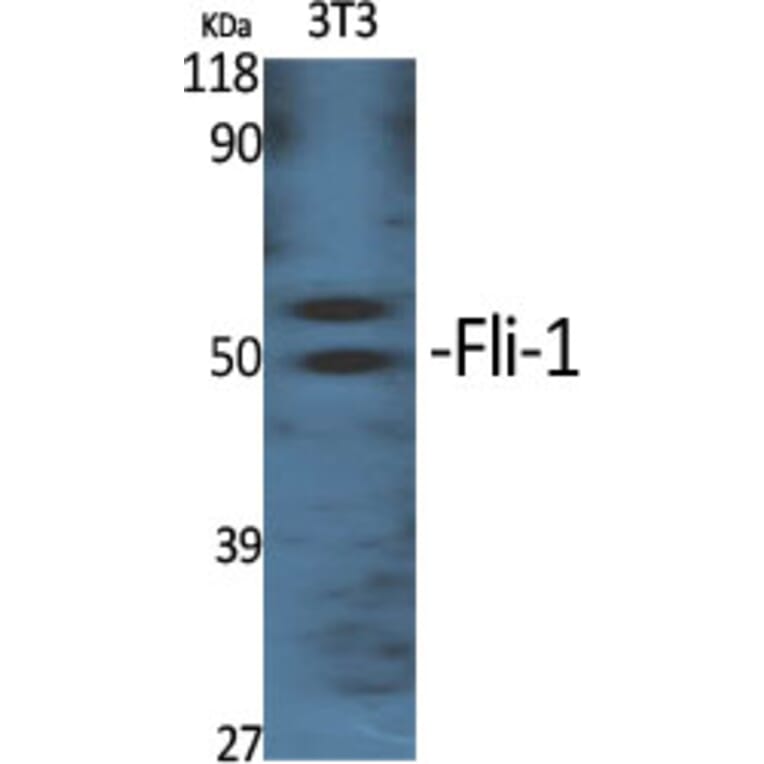 Western Blot - Anti-FLI1 Antibody (C0196) - Antibodies.com