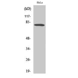Western Blot - Anti-FKHR Antibody (B7086) - Antibodies.com