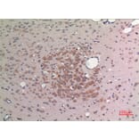 Immunohistochemistry - Anti-FGF9 Antibody (C30100) - Antibodies.com