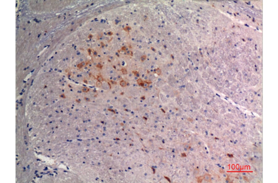 Immunohistochemistry - Anti-FGF9 Antibody (C30100) - Antibodies.com