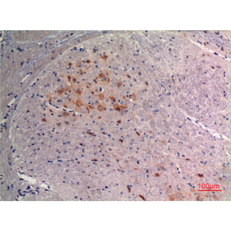 Immunohistochemistry - Anti-FGF9 Antibody (C30100) - Antibodies.com
