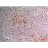 Immunohistochemistry - Anti-FGF9 Antibody (C30100) - Antibodies.com