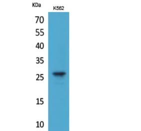 Western Blot - Anti-FGF8 Antibody (C30056) - Antibodies.com
