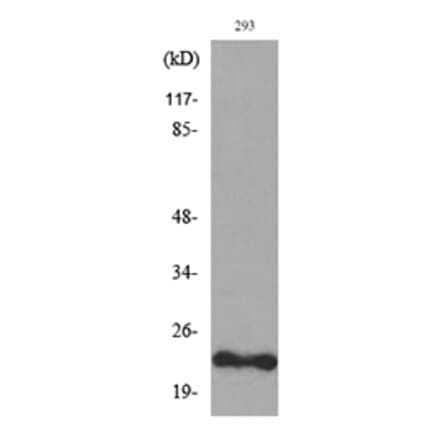 Western Blot - Anti-FGF6 Antibody (C30078) - Antibodies.com