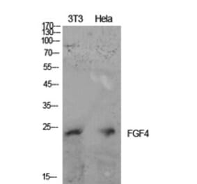 Western Blot - Anti-FGF4 Antibody (C30077) - Antibodies.com