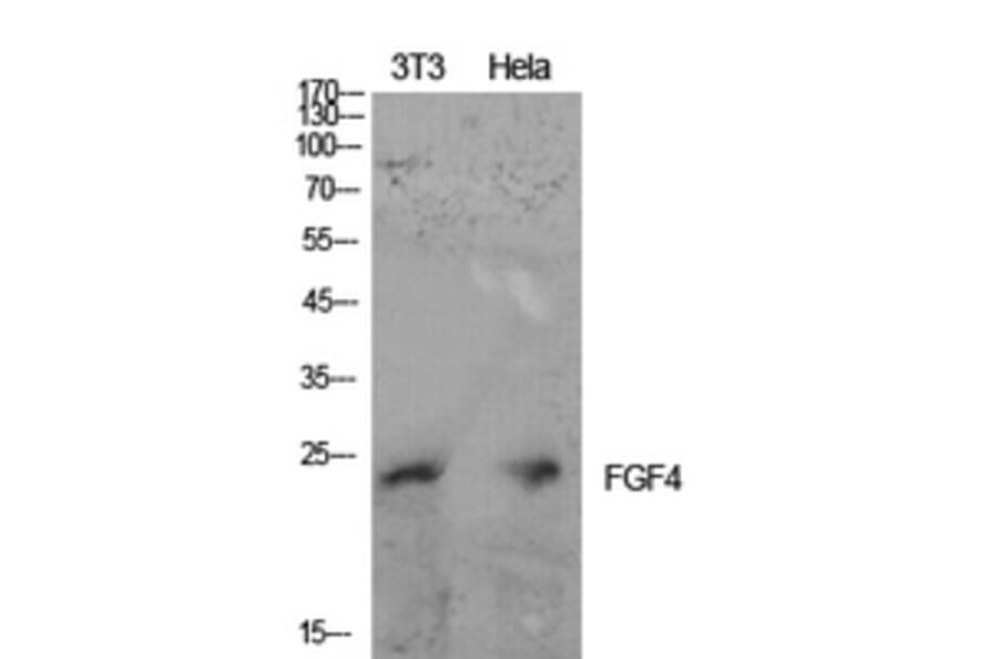 Western Blot - Anti-FGF4 Antibody (C30077) - Antibodies.com