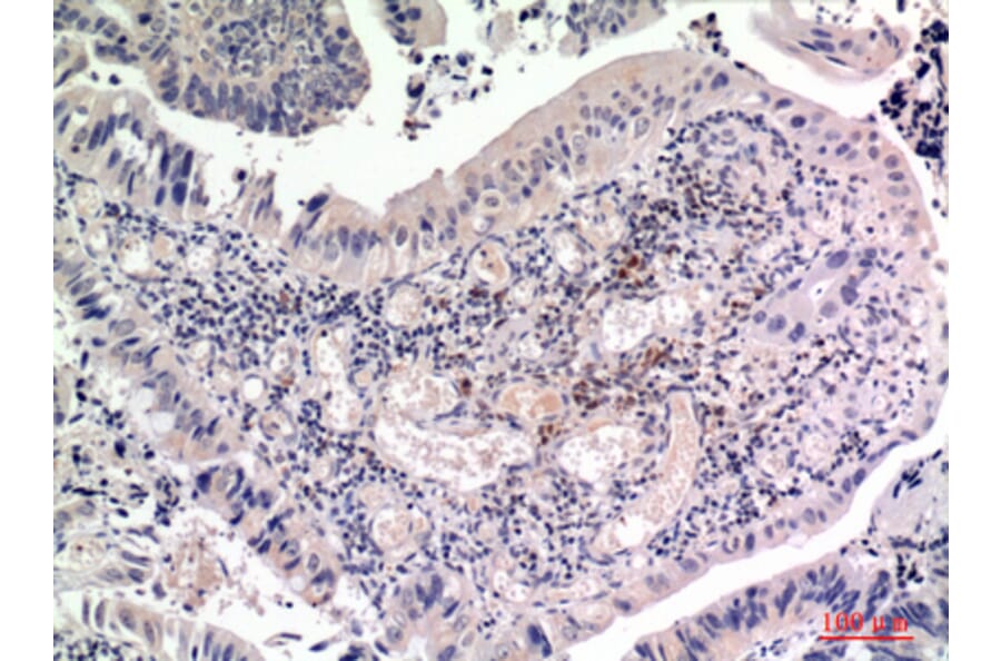 Immunohistochemistry - Anti-FGF2 Antibody (C30065) - Antibodies.com