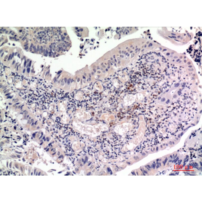 Immunohistochemistry - Anti-FGF2 Antibody (C30065) - Antibodies.com