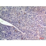 Immunohistochemistry - Anti-FGF2 Antibody (C30065) - Antibodies.com