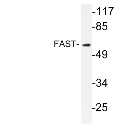 Western Blot - Anti-FAST Antibody (R12-2139) - Antibodies.com