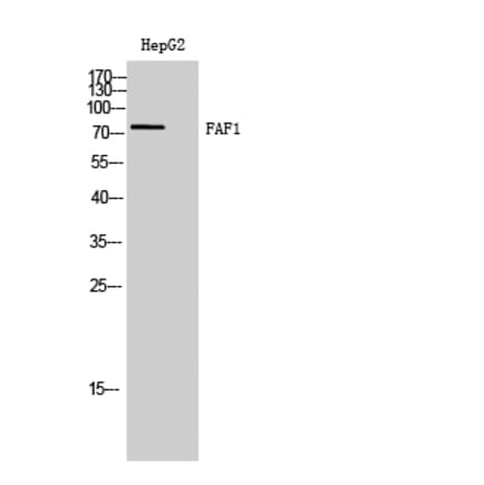 Western Blot - Anti-FAF1 Antibody (C13054) - Antibodies.com