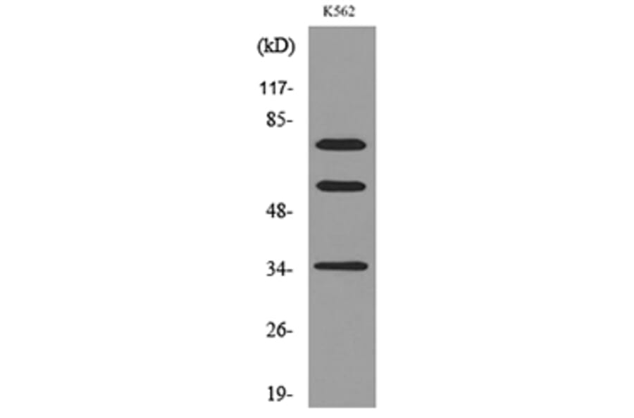 Western Blot - Anti-FAF1 Antibody (C30024) - Antibodies.com