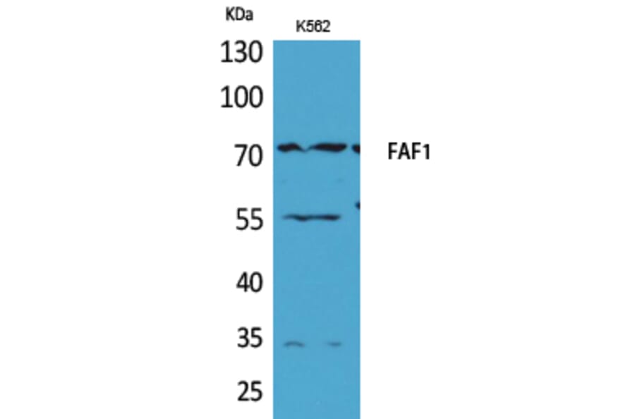 Western Blot - Anti-FAF1 Antibody (C30024) - Antibodies.com