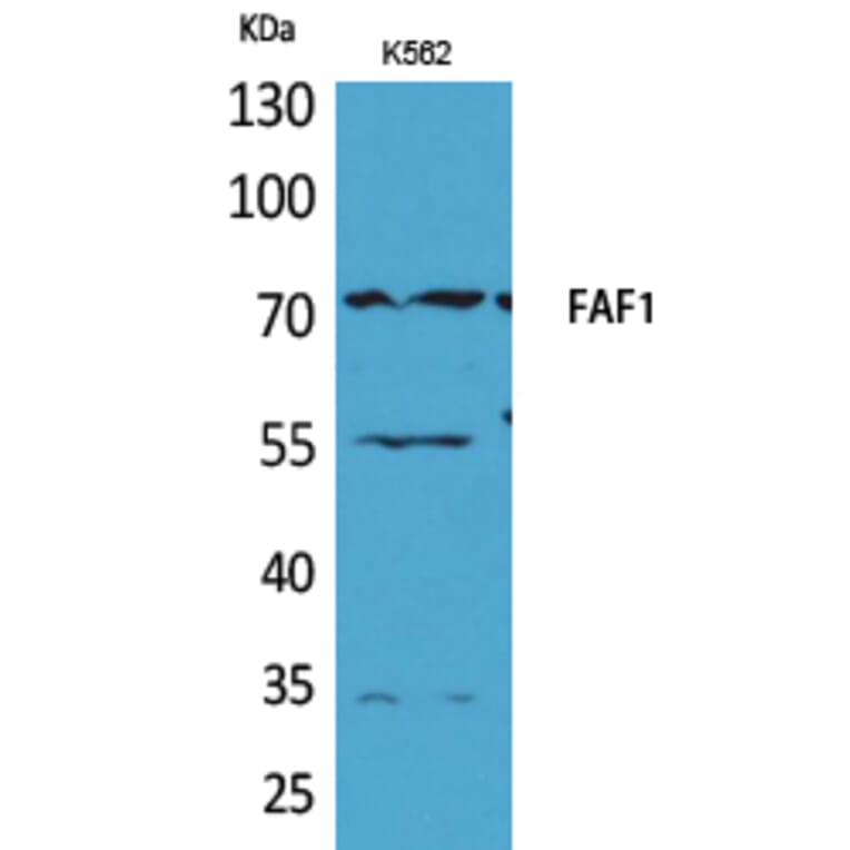 Western Blot - Anti-FAF1 Antibody (C30024) - Antibodies.com