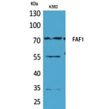 Western Blot - Anti-FAF1 Antibody (C30024) - Antibodies.com