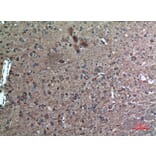 Immunohistochemistry - Anti-FAF1 Antibody (C30024) - Antibodies.com