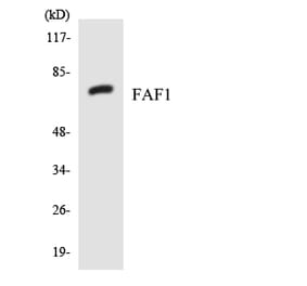 Western Blot - Anti-FAF1 Antibody (R12-2761) - Antibodies.com