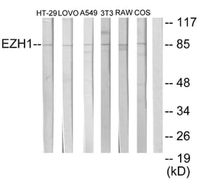 Western Blot - Anti-EZH1 Antibody (C11435) - Antibodies.com