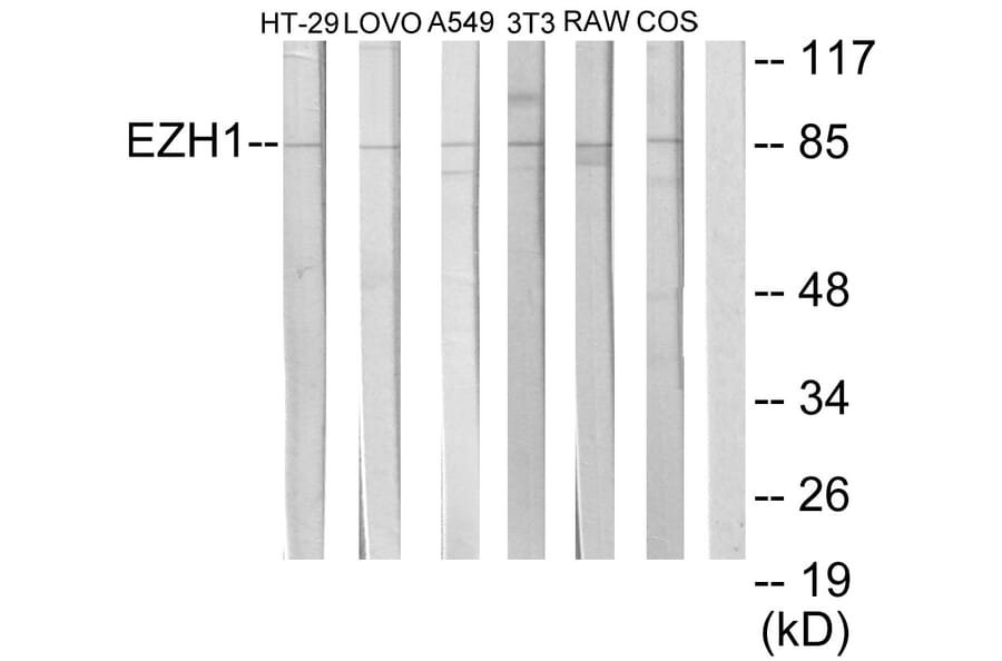 Western Blot - Anti-EZH1 Antibody (C11435) - Antibodies.com