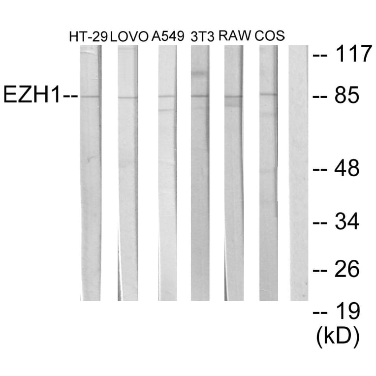 Western Blot - Anti-EZH1 Antibody (C11435) - Antibodies.com