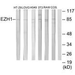 Western Blot - Anti-EZH1 Antibody (C11435) - Antibodies.com