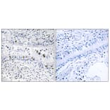 Immunohistochemistry - Anti-EZH1 Antibody (C11435) - Antibodies.com