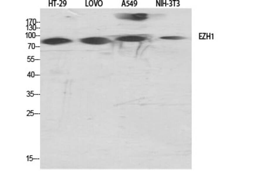 Western Blot - Anti-EZH1 Antibody (C11435) - Antibodies.com