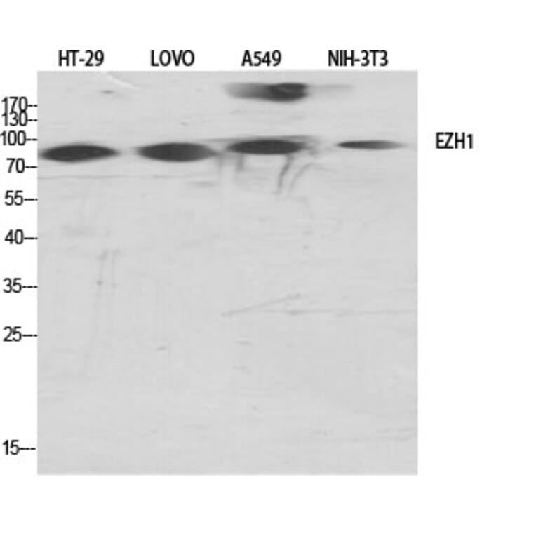 Western Blot - Anti-EZH1 Antibody (C11435) - Antibodies.com
