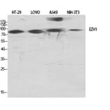 Western Blot - Anti-EZH1 Antibody (C11435) - Antibodies.com