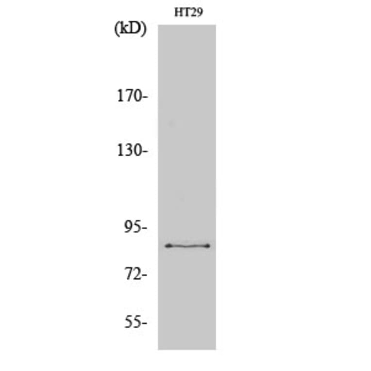 Western Blot - Anti-EZH1 Antibody (C11435) - Antibodies.com