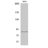 Western Blot - Anti-EZH1 Antibody (C11435) - Antibodies.com