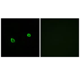 Immunofluorescence - Anti-ERN2 Antibody (C11246) - Antibodies.com