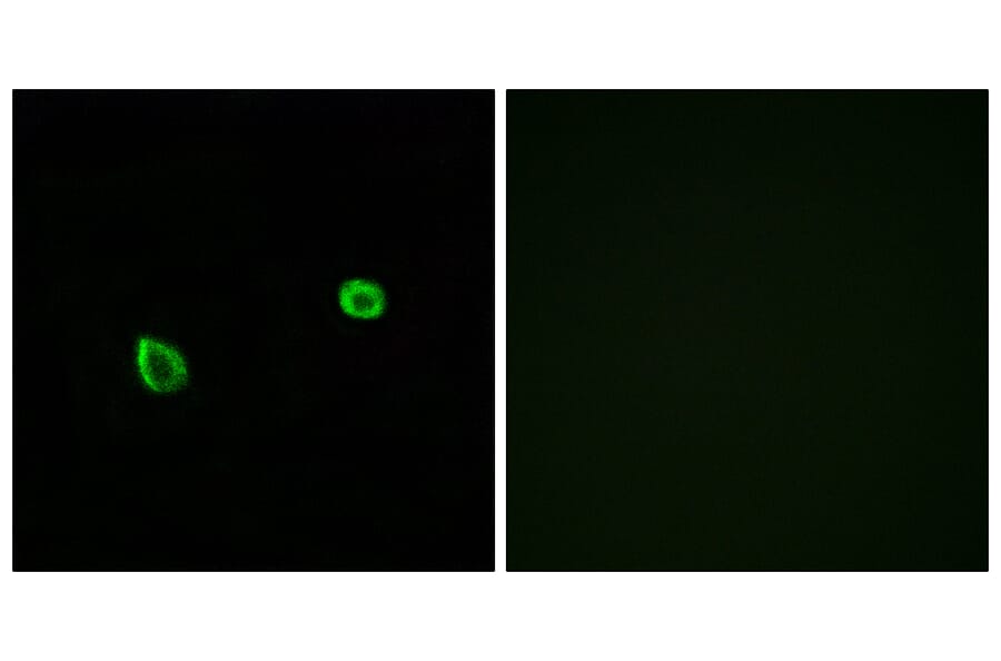 Immunofluorescence - Anti-ERN2 Antibody (C11246) - Antibodies.com