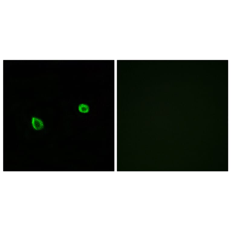 Immunofluorescence - Anti-ERN2 Antibody (C11246) - Antibodies.com