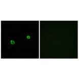 Immunofluorescence - Anti-ERN2 Antibody (C11246) - Antibodies.com