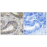 Immunohistochemistry - Anti-ERN2 Antibody (C11246) - Antibodies.com