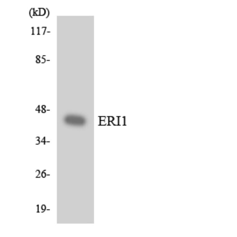 Western Blot - Anti-ERI1 Antibody (R12-2758) - Antibodies.com