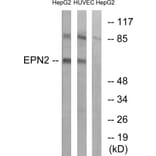 Western Blot - Anti-EPN2 Antibody (C15667) - Antibodies.com