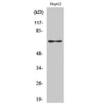 Western Blot - Anti-EPN2 Antibody (C15667) - Antibodies.com
