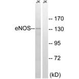 Western Blot - Anti-eNOS Antibody (B7071) - Antibodies.com